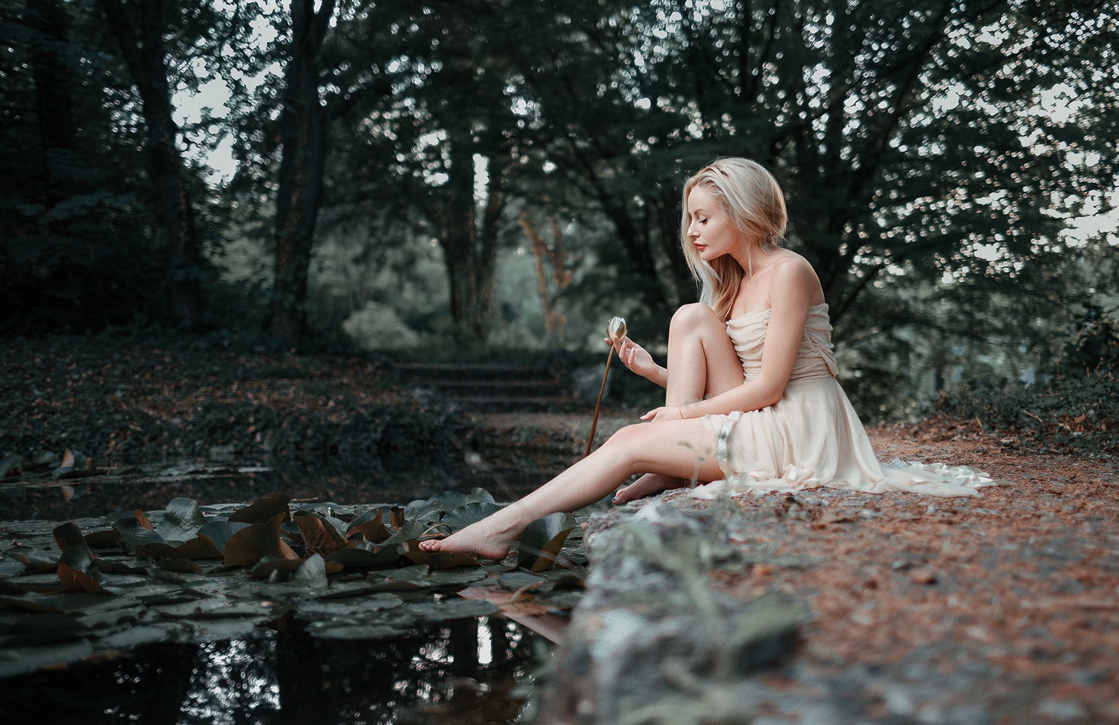 Water Lily